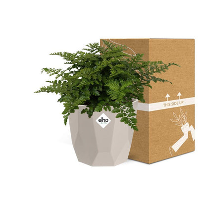 Kamerplant - Asplenium Parvati - Pot Ø 14cm