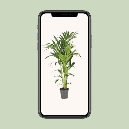 XL kamerplant - Howea Forsteriana - Pot Ø 21cm Hoogte ↕ 130cm