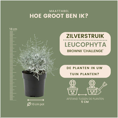 Buitenplant 6x Calocephalus - Pot Ø 10cm Hoogte ↕ 15cm