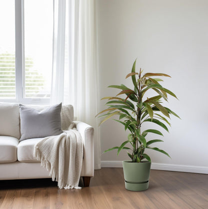 Kamerplant - Ficus Binnendijkii Amstel King - Pot Ø 17cm Hoogte ↕ 70cm