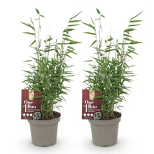 Buitenplant 2x Fargesia Red Dragon - Bladhoudend - Pot Ø 14cm Hoogte ↕ 35cm