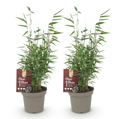 Buitenplant 2x Fargesia Red Dragon - Bladhoudend - Pot Ø 14cm Hoogte ↕ 35cm