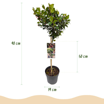 Buitenplant - Ilex meserveae 'Blue Maid' op stam - Winterhard, Rode bes - Pot Ø 19cm Hoogte ↕ 90cm