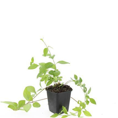 Buitenplant 48x Vinca major 'Alba' - Pot Ø 9cm Hoogte ↕ 10-25cm