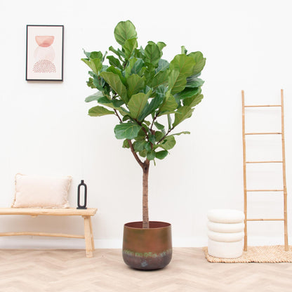 Sierpot - Elisa Mystic Bronze - 44x39cm