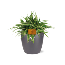 Kamerplant - Chlorophytum Ocean - Pot Ø 16cm Hoogte ↕ 15cm