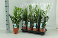 Kamerplant - Zamioculcas - Pot Ø 14cm Hoogte ↕ 65cm