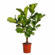 Kamerplant - Ficus Lyrata vertakt - Pot Ø 27cm Hoogte ↕ 130cm
