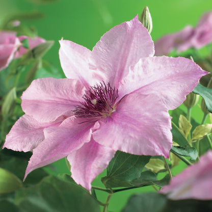 Buitenplant 2x Clematis Pink Fantasy - Bloeiend - Pot Ø 11cm Hoogte ↕ 40cm