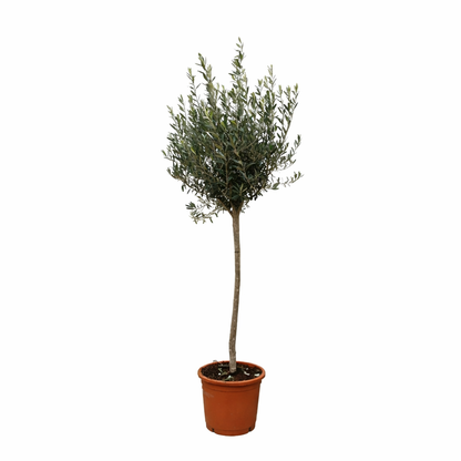XL plant - Olea europaea op stam - Pot Ø 24cm Hoogte ↕ 160cm