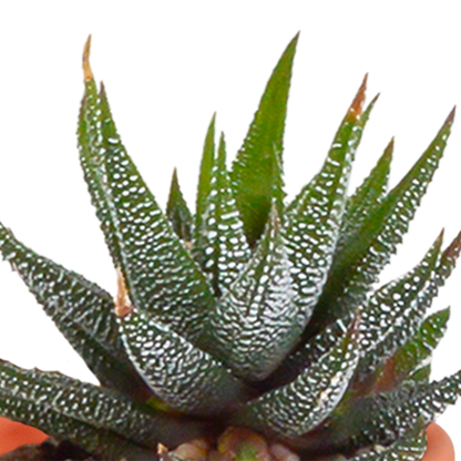 Kamerplant 15x Cactus en vetplanten mix - in terracotta pot - Pot Ø 5.5cm