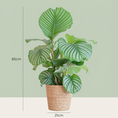 Kamerplant - Calathea Orbifolia met zeegras mand - Pot Ø 21cm Hoogte ↕ 65cm