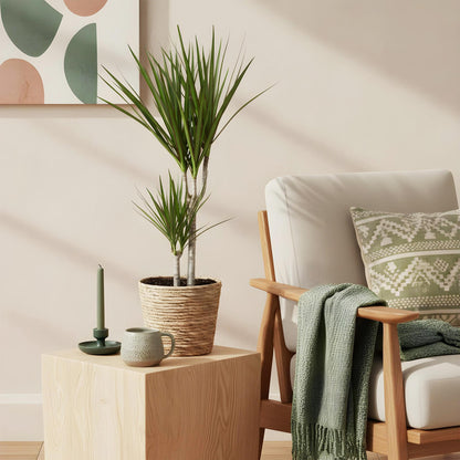 Green BoutiQ - Green is... Kamerplanten - Dracaena Marginata - Drakenbloedboom - Weinig onderhoud - Groen - 1 Plant - Pot 17cm - Hoogte 70-80cm
