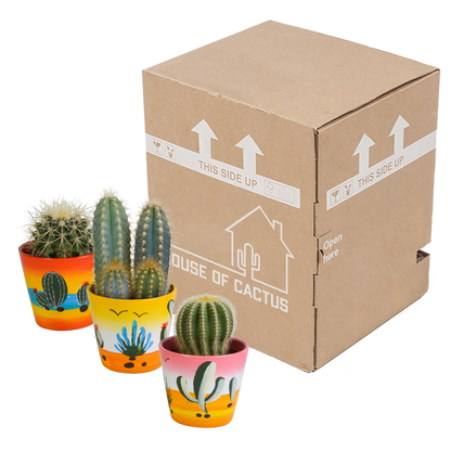 Kamerplant 3x Cactus mix - Inclusief Mexicaanse pot - Pot Ø 8.5cm