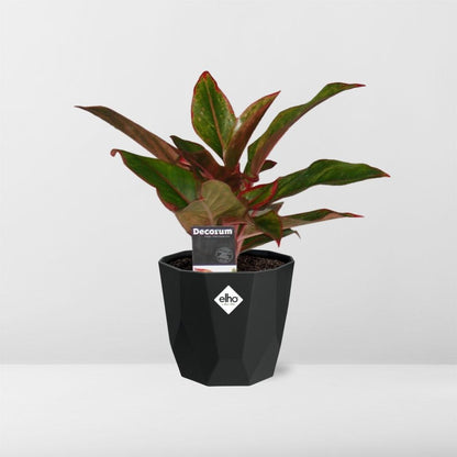 Kamerplant - Aglaonema Crete - Pot Ø 14cm