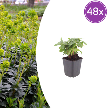Buitenplant 48x Euphorbia amygdaloides robbiae - Pot Ø 9cm Hoogte ↕ 10-25cm