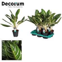 Kamerplant - Aglaonema Keylime - Pot Ø 17cm Hoogte ↕ 60cm