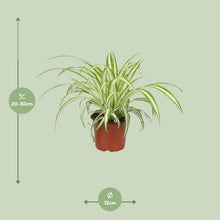 Kamerplant - Chlorophytum - Pot Ø 12cm Hoogte ↕ 25cm