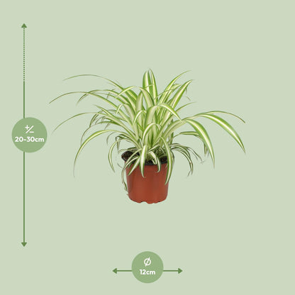 Kamerplant - Chlorophytum - Pot Ø 12cm Hoogte ↕ 25cm