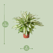 Kamerplant - Dieffenbachia Vesuvius - Pot Ø 27cm Hoogte ↕ 80cm