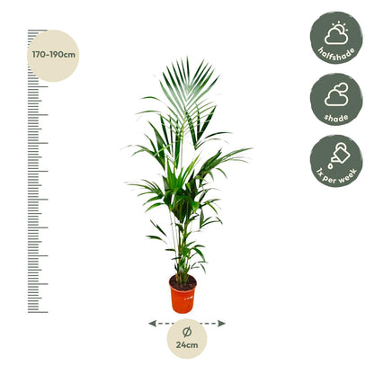 XL kamerplant - Kentia Palm - Pot Ø 21cm Hoogte ↕ 180cm