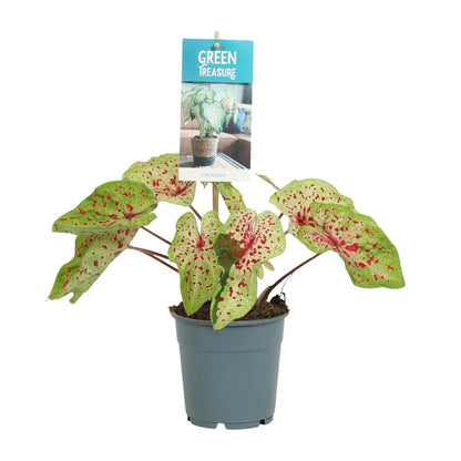 Kamerplant - Caladium Miss Muffet - Pot Ø 12cm Hoogte ↕ 25cm