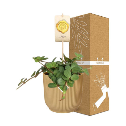 Kamerplant - Peperomia 'Hope' - Pot Ø 14cm Hoogte ↕ 15cm