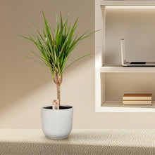 Kamerplant - Dracaena Marginata - Pot Ø 14cm Hoogte ↕ 60cm