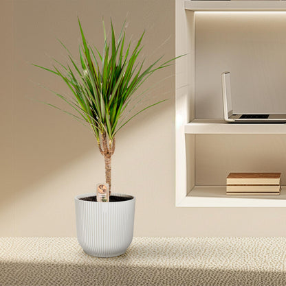 Kamerplant - Dracaena Marginata - Pot Ø 14cm Hoogte ↕ 60cm