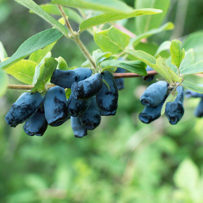 Buitenplant 2x Lonicera caerulea Kamchatika - Honingbes - Pot Ø 15cm Hoogte ↕ 50cm