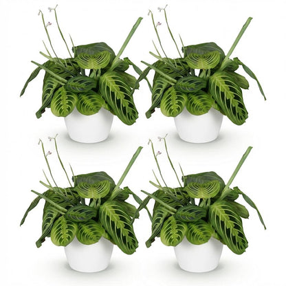 Kamerplant 4x Maranta Fascinator Lemon Lime - Pot Ø 12cm Hoogte ↕ 25cm