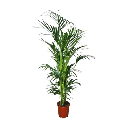 XL Kamerplant - Howea - Pot Ø 27cm Hoogte ↕ 200cm