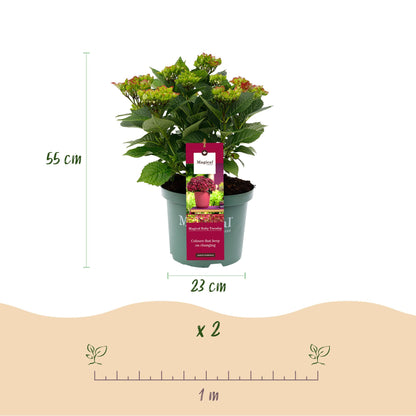 Buitenplant 2x Hydrangea 'Magical Tuesday & Saphire' - Hortensia Rood - Pot Ø 23cm Hoogte ↕ 55cm