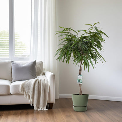 XL kamerplant - Ficus Mahori - Pot Ø 27cm Hoogte ↕ 120cm