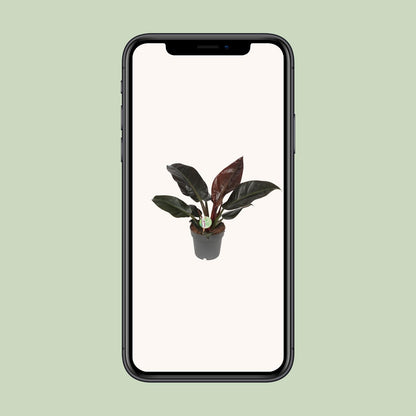 Kamerplant - Philodendron Imperial Red - Pot Ø 19cm Hoogte ↕ 55cm