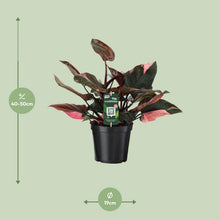 Kamerplant - Philodendron Pink Princess - Pot Ø 19cm Hoogte ↕ 50cm