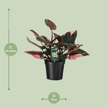 Kamerplant - Philodendron Pink Princess - Pot Ø 19cm Hoogte ↕ 50cm