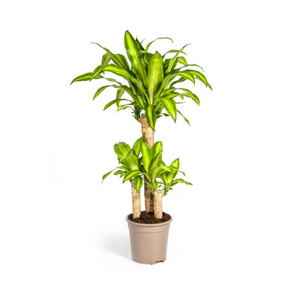 Kamerplant - Dracaena Fragrans Massangeana - Luchtzuiverend - Pot Ø 21cm Hoogte ↕ 90-110cm