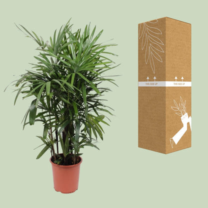 XL kamerplant - Rhapis Excelsa - Pot Ø 27cm Hoogte ↕ 120cm