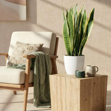 Kamerplant - Sansevieria Laurentii - Vrouwentong - Pot Ø 21cm Hoogte ↕ 70-80cm