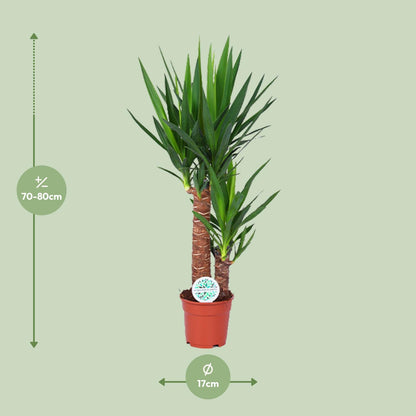 Kamerplant - Yucca - Pot Ø 17cm Hoogte ↕ 80cm