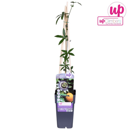 Buitenplant - Passiflora caerulea - Bloeiend - Pot Ø 15cm Hoogte ↕ 65cm
