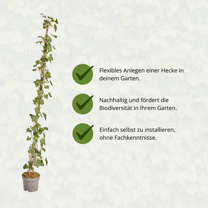 Buitenplant - Hedera hibernica Klimop Gestokt - Hoogte ↕ 125-150cm