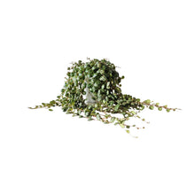 Kamerplant - Peperomia Prostrata - Pot Ø 11cm Hoogte ↕ 15cm