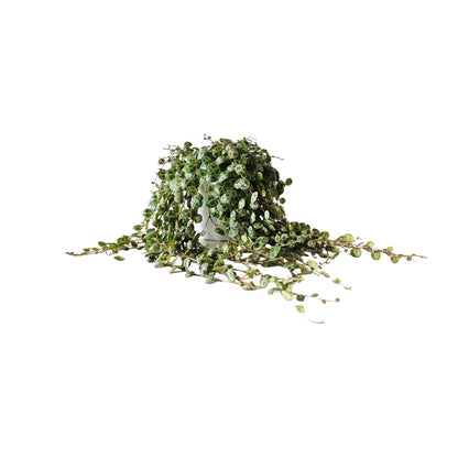 Kamerplant - Peperomia Prostrata - Pot Ø 11cm Hoogte ↕ 15cm