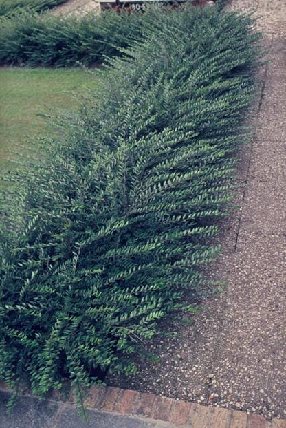 Buitenplant 48x Lonicera pileata - Winterhard - Pot Ø 9cm Hoogte ↕ 10-25cm