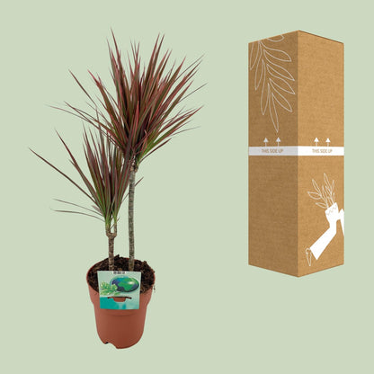 Kamerplant - Dracaena Marginata Bicolor - Pot Ø 19cm Hoogte ↕ 70cm
