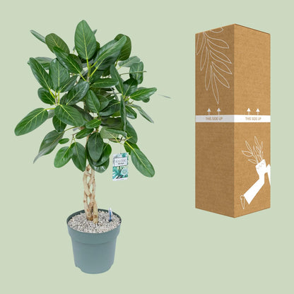 XL kamerplant - Ficus Altissima - Pot Ø 27cm Hoogte ↕ 110cm