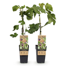 Buitenplant 2x Ficus carica 'Little Miss Figgy' - Eetbare vijg - Pot Ø 15cm Hoogte ↕ 50cm