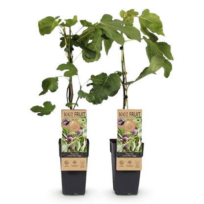 Buitenplant 2x Ficus carica 'Little Miss Figgy' - Eetbare vijg - Pot Ø 15cm Hoogte ↕ 50cm